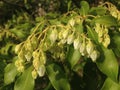 Pieris Japonica, Japanese Andromeda 'Temple Bells' Plant Blossoming.