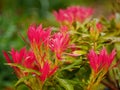 Pieris Japonica Leaves Royalty Free Stock Photo