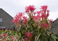 Pieris Japonica red mill in spring colour Royalty Free Stock Photo