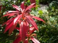 Pieris Japonica shrub