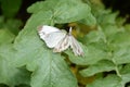 Pieris melete Royalty Free Stock Photo