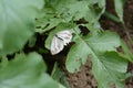 Pieris melete Royalty Free Stock Photo
