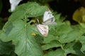 Pieris melete Royalty Free Stock Photo