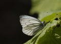 Green veined white butterfly Royalty Free Stock Photo