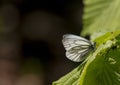 Green veined white butterfly Royalty Free Stock Photo