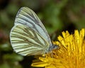 Pieris napi butterfly Royalty Free Stock Photo