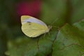 Pieris rapae - cabbage white butterfly on a beetroot leaf as a close up Royalty Free Stock Photo