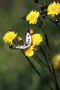 Pieris rapae butterfly Royalty Free Stock Photo