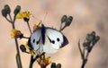 Pieris rapae butterfly Royalty Free Stock Photo