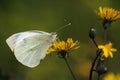 Pieris rapae butterfly