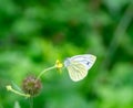 Pieris rapae butterfly macro shot on the flower Royalty Free Stock Photo