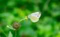 Pieris rapae butterfly macro shot on the flower Royalty Free Stock Photo