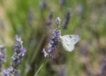 Cabbage White Butterfly drinking nectar from fresh lavender flowers Royalty Free Stock Photo