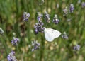 Cabbage White Butterfly drinking nectar from fresh lavender flowers Royalty Free Stock Photo