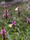 Pieris Rapae, butterfly normally called Small cabbage white Royalty Free Stock Photo