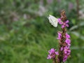 Pieris Rapae, butterfly normally called Small cabbage white Royalty Free Stock Photo