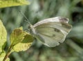 Pieris rapae butterfly ( small cabbage white ) Royalty Free Stock Photo