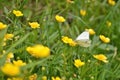 Pieris rapae butterfly Royalty Free Stock Photo