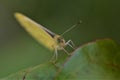 Pieris rapae - cabbage white butterfly on a beetroot leaf as a close up Royalty Free Stock Photo