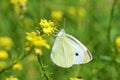 Pieris rapae , Cabbage white butterfly Royalty Free Stock Photo