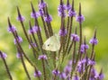Cabbage White Butterfly on Blue Vervain