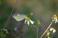 Pieris rapae flying on the thorngrass