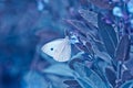 Pieris rapae on purple flowers Salvia officinalis. small white, small cabbage white and white butterfly on purple flowers sage, Royalty Free Stock Photo
