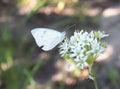 Pieris rapae, the small white. Beautiful butterfly feed on flower nectar Royalty Free Stock Photo
