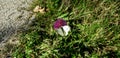 Pieris rapae - white cabage butterfly on a purple thistle flower. Autumn.