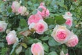 Pierre de Ronsard is a variety of climbing roses. Royalty Free Stock Photo