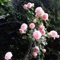 Pierre Ronsard Eden  roses  on an arbor close up. Royalty Free Stock Photo