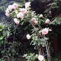 Pierre Ronsard Eden  roses  on an arbor close up. Royalty Free Stock Photo