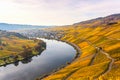 Piesport Moselschleife landscape in bright autumn colors Royalty Free Stock Photo