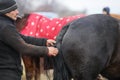 Man braids a horse tail before an Epiphany celebration horse race