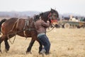 Man handles an adorned horse before an Epiphany celebration horse race