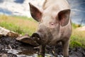 Pig Royalty Free Stock Photo