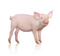 Pig Royalty Free Stock Photo
