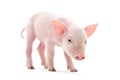 Pig Royalty Free Stock Photo