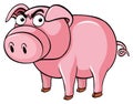 Pig with angry face Royalty Free Stock Photo