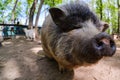 Pig animal on farm, mammal domestic nose, agriculture piggy Royalty Free Stock Photo