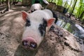 Pig animal on farm, mammal domestic nose, agriculture snout