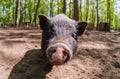 Pig animal on farm, mammal domestic nose, close-up closeup Royalty Free Stock Photo