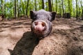 Pig animal on farm, mammal domestic nose, close-up snout