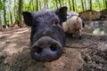 Pig animal on farm, mammal domestic nose, closeup piglet