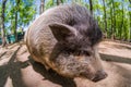 Pig animal on farm, mammal domestic nose,  cute swine Royalty Free Stock Photo