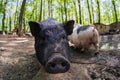 Pig animal on farm, mammal domestic nose, field piglet