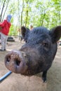 Pig animal on farm, mammal domestic nose, green close-up Royalty Free Stock Photo