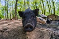 Pig animal on farm, mammal domestic nose, green close-up Royalty Free Stock Photo