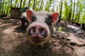 Pig animal on farm, mammal domestic nose, livestock agriculture