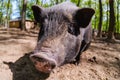 Pig animal on farm, mammal domestic nose, piggy pink Royalty Free Stock Photo